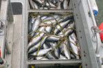 Lots of fish. Same amount on the other side to make over 10000 pounds.